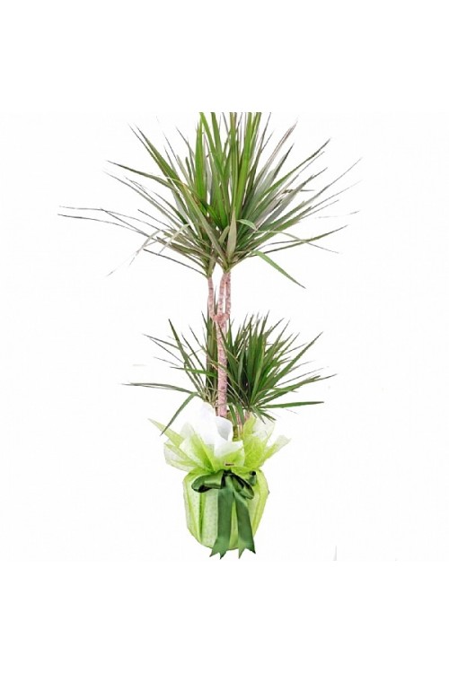 İkili Dracena Marginata